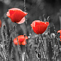 Artistic image of red poppies in field.
