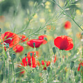 Beautiful red poppies in green field.